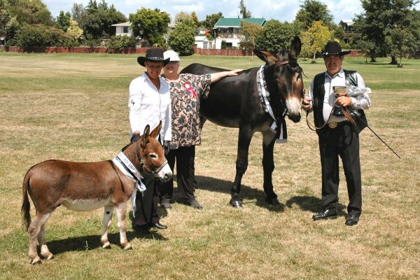 Cyders Spartacus young stock Champion and Reserve Supreme Champion Breed Donkey  at N.I. Show 2006.